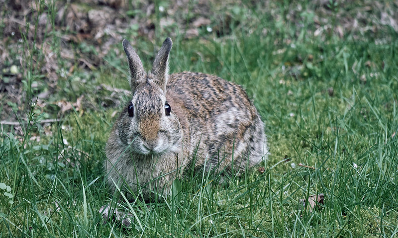 Rabbit